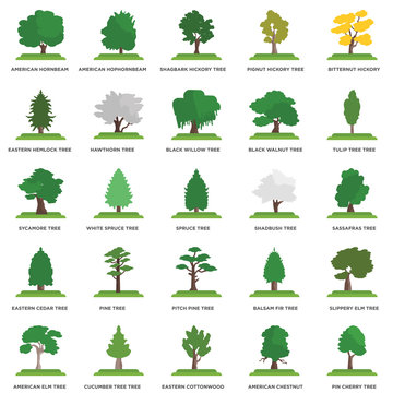 Simple Set of 25 Vector Icon. Contains such Icons as Sassafras tree, Eastern Cottonwood Cucumber Tree Sycamore Spruce tree. Editable Stroke pixel perfect