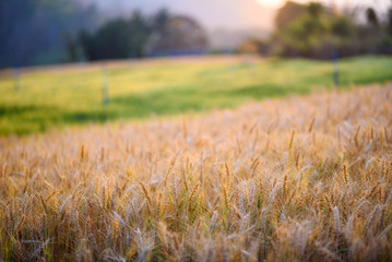 golden ripe barley field in evening sunlight