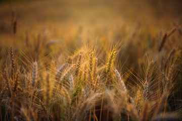 Fototapeta premium golden ripe barley field in evening sunlight