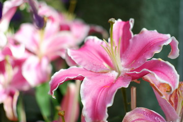 lily flower background