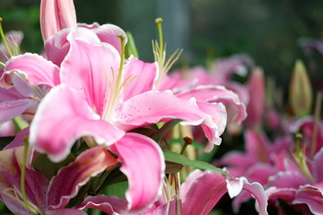 lily flower background