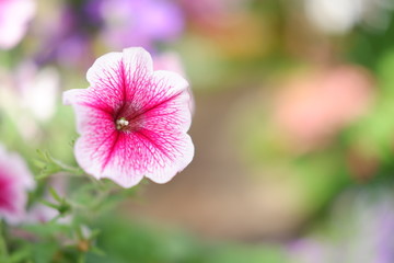 beautiful flower background