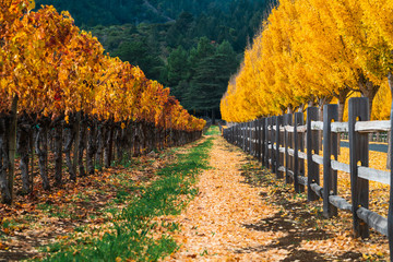 Ginkgo Trees Line The Road To A Winery in Napa Valley