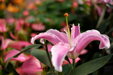 pink lily flower close up