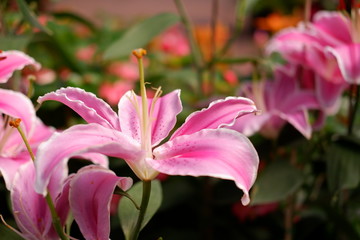 pink lily flower close up