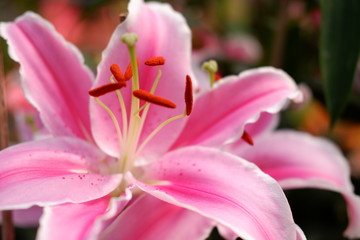 pink lily flower close up