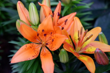 Fototapeta premium lily flower close up