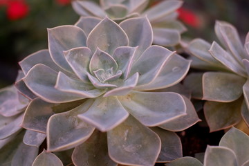 close up kalanchoe background