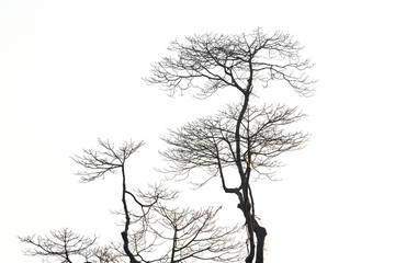 Dead tree on a white background.