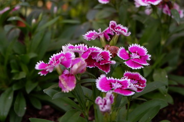 Fototapeta na wymiar beautiful pink flower background in nature