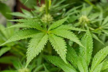 Cannabis Home Grown Medical Marijuana Leaf