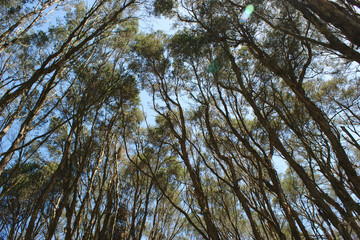 Tall trees with blue sky background