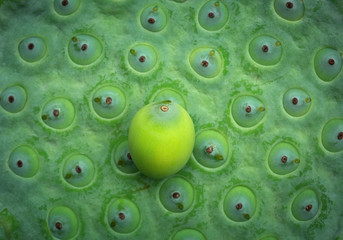 Colorful detail of the lotus seeds.