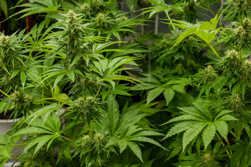 Cannabis Home Grown Medical Marijuana female plant