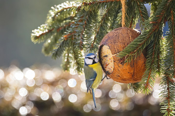 Fototapeta premium Eurasian Blue Tit bird in blue yellow eating bird feeder in coconut Shell suet treats