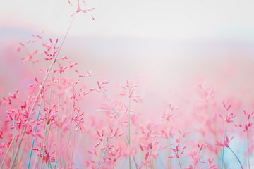Structures of flowering grass soft blur The background for the creation of ideas 