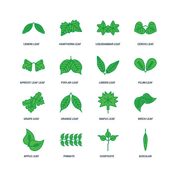 Set Of 16 icons such as Acicular, Cuspicate, Pinnate, Apple leaf