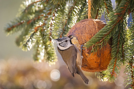 European Crested Tit bird eating bird feeder, coconut Shell suet treats during Winter in Europe