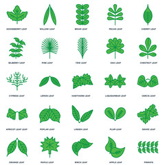 Set Of 25 icons such as Pinnate, Apple leaf, Birch Maple Orange Chestnut Liquidambar Linden Apricot leaf Bilberry Briar Willow icon