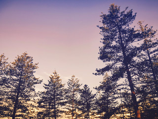 Purple Blue Sunset Sunrise Pine Trees Vintage Landscape Background modern 
