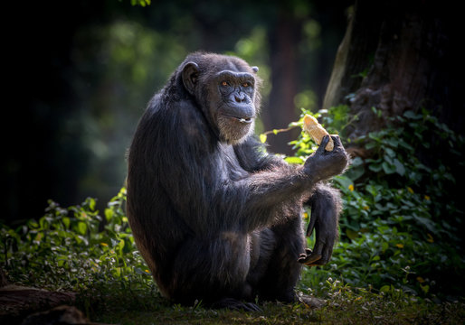 Chimpanzees are resting in the wild.