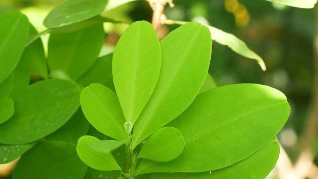 Erythroxylum coca, coca bush in a flowerpot in a tropical greenhouse, leaf and leaves green, science research, plant ripe red fruit, extraction alkaloids, South America