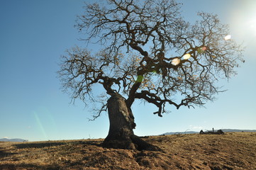 Old oak tree with gnarled branches