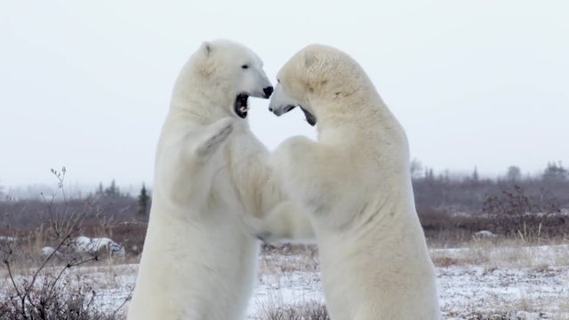 Polar bears sparring in the snow Beautiful shot of 2 polar bears fight and sparring