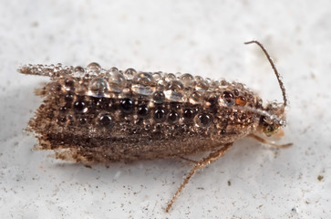 Macro Photo of Little Brown Moth Filled with Dew