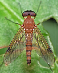 Macro Photo of Orange Robber Fly on Green Leaf