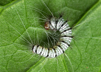 Macro Photo of Black and White Hairy Caterpillar on The Back of Leaf