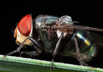 Macro Photo of Blowfly on Green Leaf Isolated on Black Background