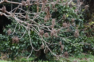 Toxicodendron sylvestre