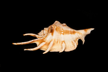 seashell isolated on black background