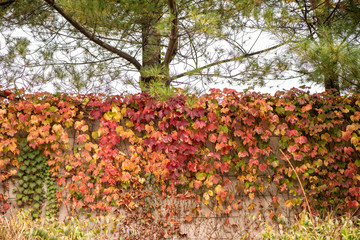 autumn leaves in the park