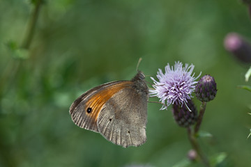 Schmetterling an einer Wildblumenblüte