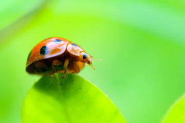 Orange Ladybug on the leaf isolated with green background