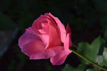 Pink rose on natural background. Turkey	