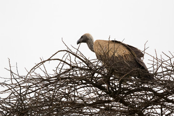 African White-backed Vulture bird sitting on dried branch at Serengeti National Park in Tanzania,...