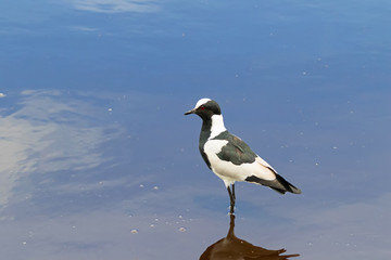 Blacksmith lapwing bird, Blacksmith plover standing in water at Serengeti National Park in...
