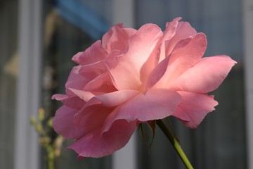 Pink rose on natural background. Turkey	