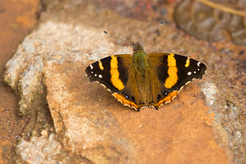 Back of Abyssinian admiral Butterfly on stone in Tanzania, East Africa