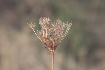 Close-up of wild plant on blurred background. Soft focus