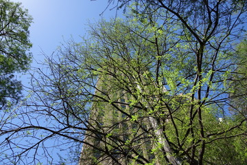 tree and blue sky