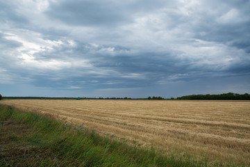 Obraz premium field of wheat