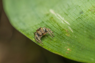 Паук-скакун