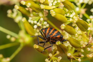 beetle on a flower