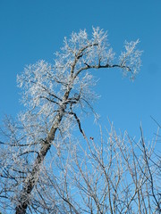 A branch of a tree in winter
