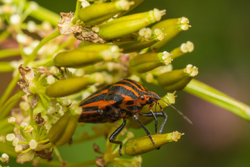 state potato beetle