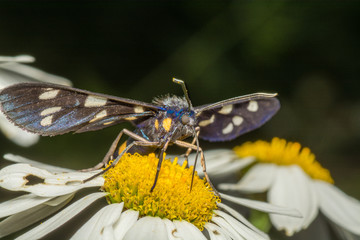butterfly on flower